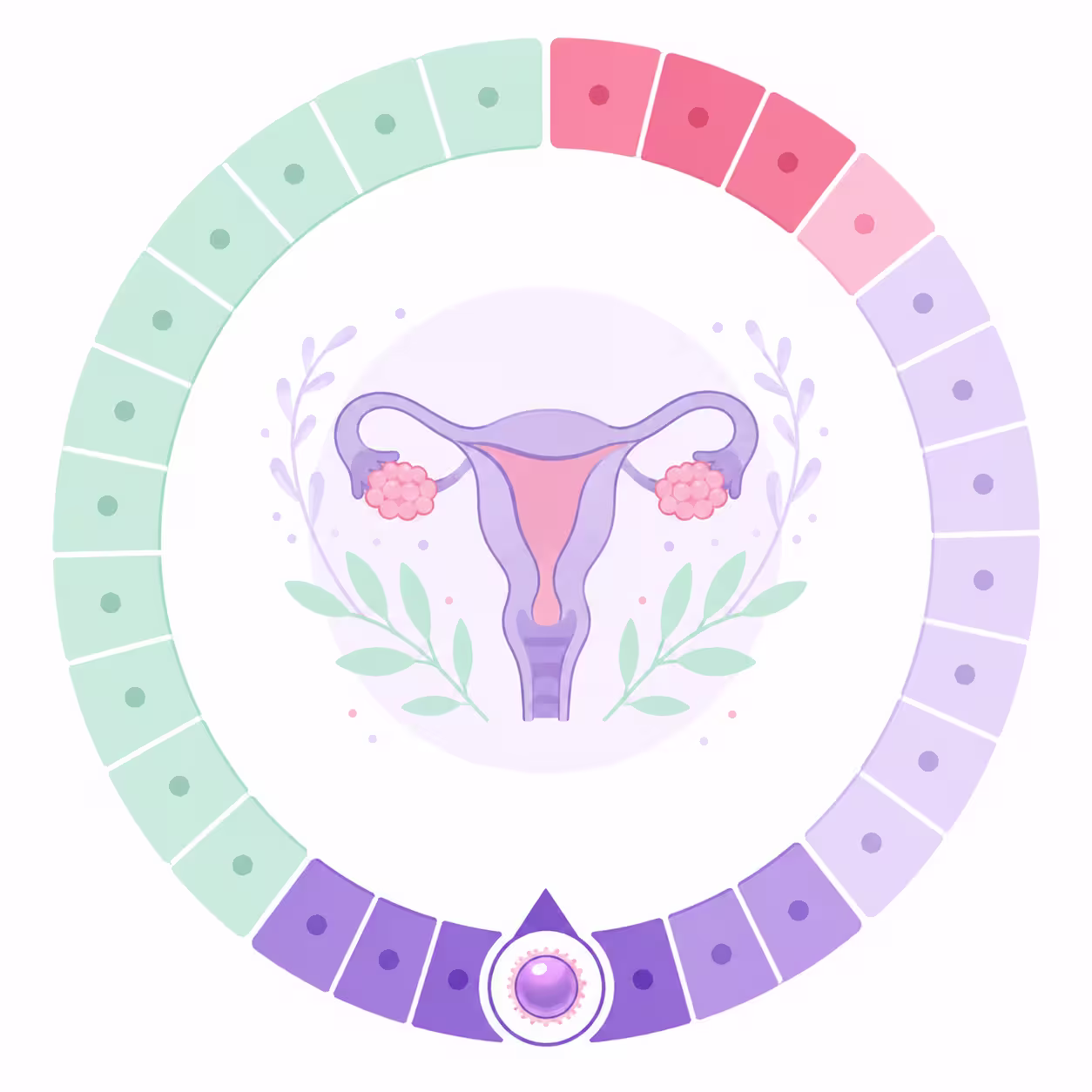 Schemat cyklu menstruacyjnego z zaznaczonymi dniami płodnymi i owulacją